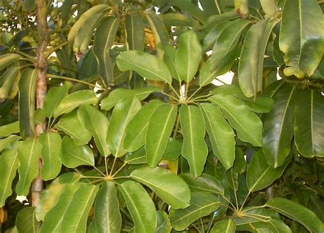 Schefflera Tree Invasive Florida 的图像结果