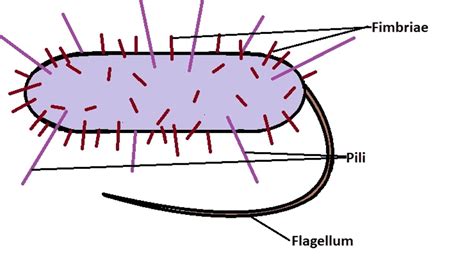 Prokaryotic Cells: Cell Envelope & Components of Bacterial Cell - Notes ...