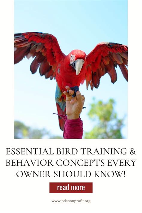 Image result for Bird Training Discrimination Task