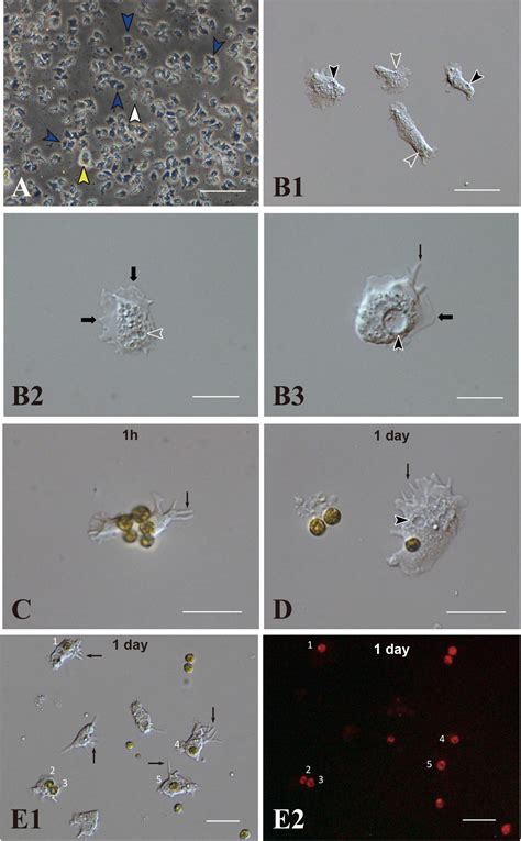 Dinoflagellates Cell