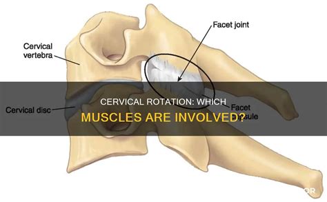 Image result for Motor Control Cervical Rotation