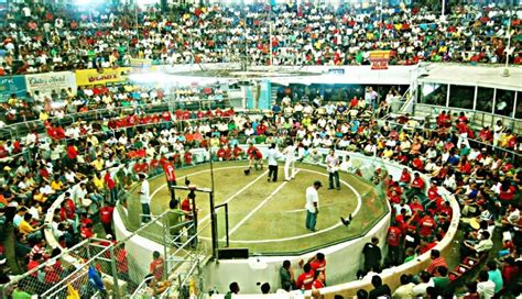 Pitmaster Sabong Tips 的图像结果