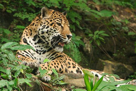 Jaguar Animal Facts - Animal Sake