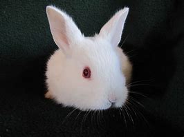 Image result for Albino Rabbit