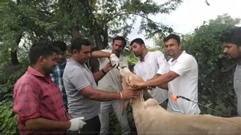 Luni Ayurvedic decoction given to cows to prevent lumpy skin | Luni ...