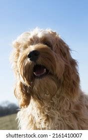 Image result for Golden Cockapoo