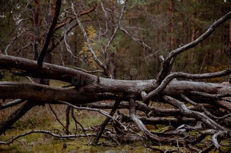 Image result for Old Fallen Tree Trunk