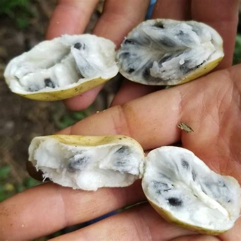 Annona Quinduensis Fruit Plant(Annona Quinduensis) – veliyathgardens
