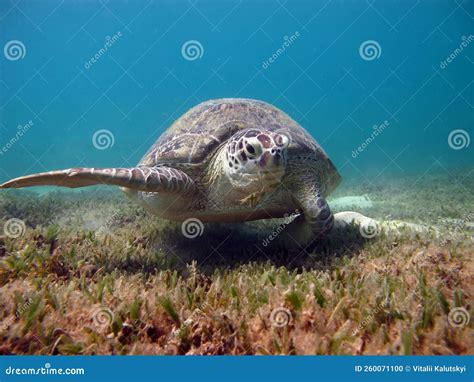 Big Green Turtle .Sea Turtles. Stock Photo - Image of green, amphibian ...