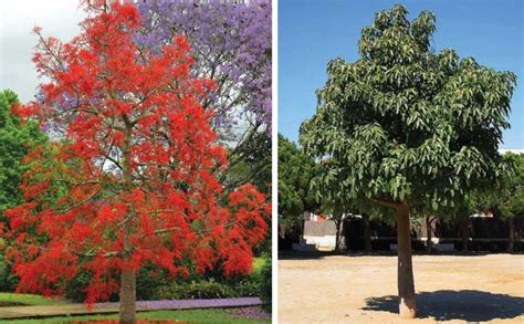 UNIQUE TREES - Outdoor Luxury