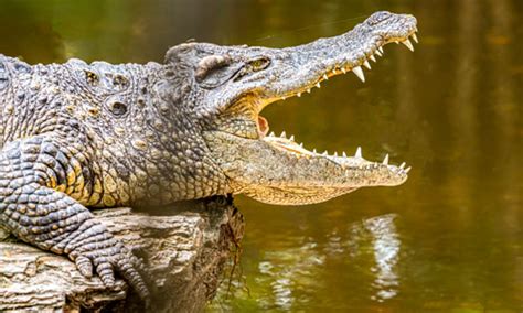 Explore Animal Sounds A to Z: A Kid's Learning Adventure