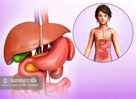 Image result for Child Digestive System