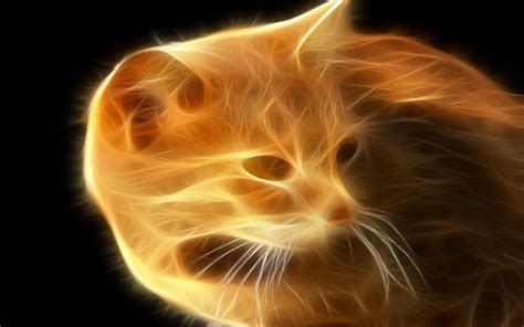 Image result for fire cat
