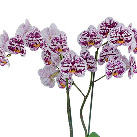 Phalaenopsis Orchid Plant - Secret Messages Medium Stage