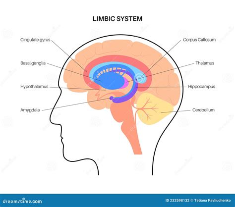 Image result for Limbic System Function Animation