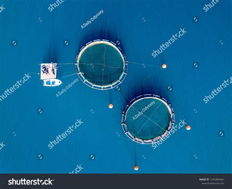 Small Fish Farm 的图像结果