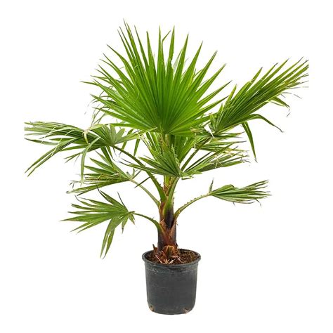 Buy Washingtonia (Mexican Fan Palm) Seeds Online – SeedVanam