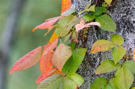 How to Identify Poison Ivy in Any Season | Your Essential Guide | Ivarest®
