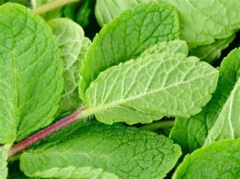 Delhi May See As High As 46 Degree Celsius Temperature In Coming Days ...