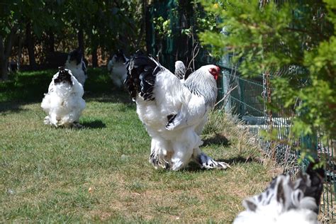 Brahma chicken eggs height size and raising tips – Artofit