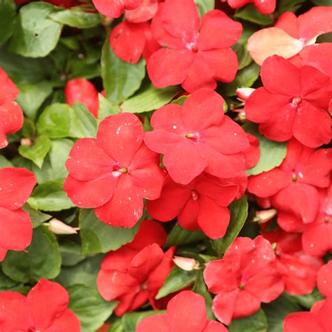 Deer Resistant Annuals: 14 Beautiful Blooms Deer Won't Touch - Easy To ...