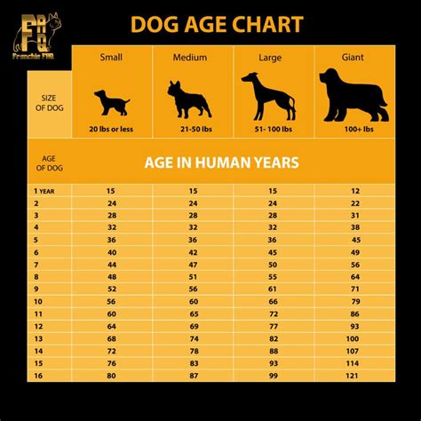 Dog Years to Human Years: It’s Not 7 Years to 1 Year
