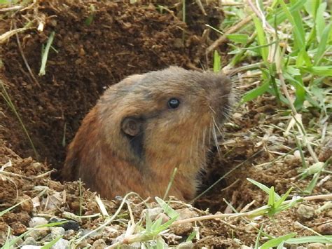 Image result for Gopher Types