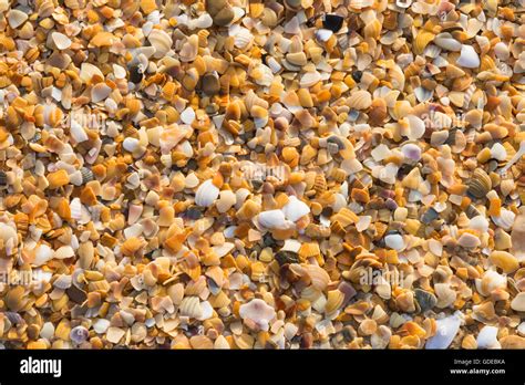 Image result for Colorful Sea Shells On Beach
