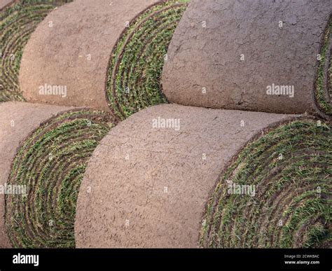 Close-up of large rolls of turf being used to lay a new lawn Stock ...