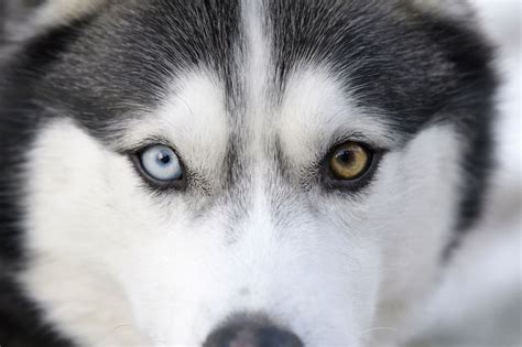 Bullet the Siberian Husky (039545_NX2) | Husky, Different colored eyes ...