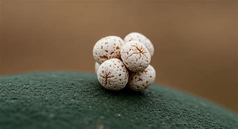 Entropy Minimization Strategy → Term