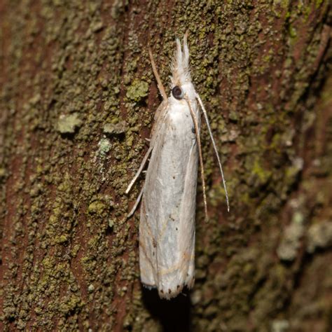 Maryland Biodiversity Project - Small White Grass-veneer Moth (Crambus ...