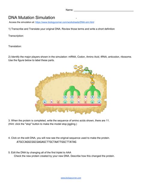 DNA Simulation Worksheet 的图像结果