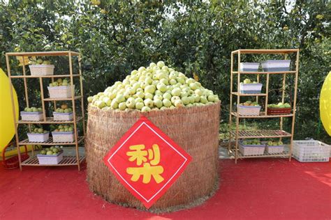 砀山酥梨2018年价格上涨，地窖梨价格最高 - 水果行情 - 绿果网