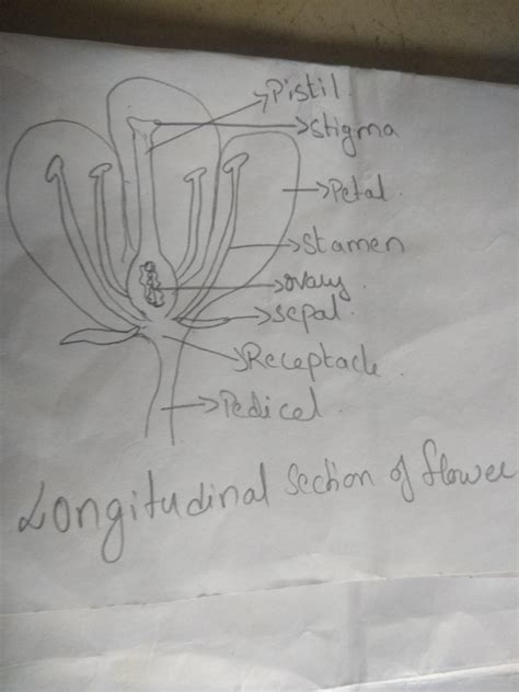 [Answered] easy diagram of longitudinal section of flower - Brainly.in