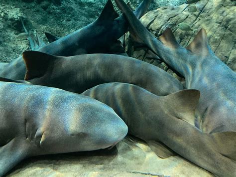 Pile of Sleeping sharks : r/Damnthatsinteresting