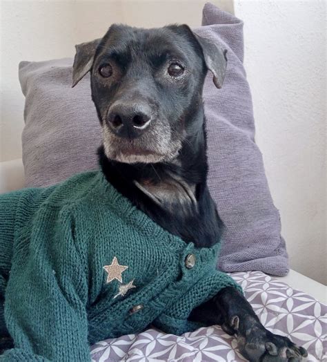 Phoenix - Spanish Stray Dogs