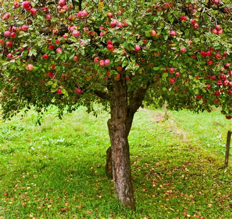 Apple Tree 的图像结果
