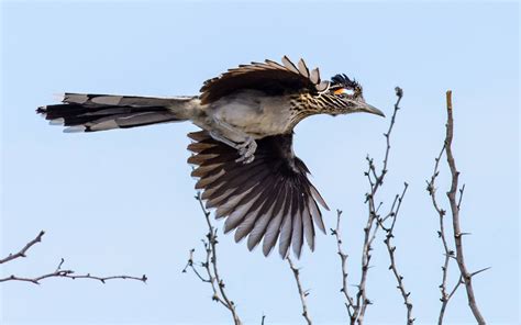 Road Runner Flying 的图像结果