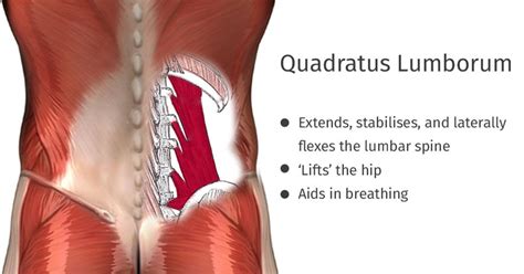 Low Back Muscles Hip / Sprains and Strains of the Low Back and Pelvis ...