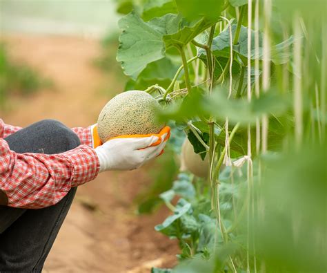 When to pick cantaloupes: expert tips for harvesting melons | Homes and ...
