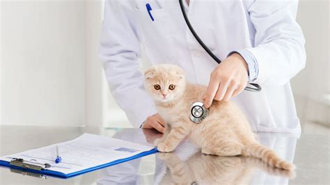 In-House Pet X-Rays & Laboratory In Montclair, NJ | Montclair ...