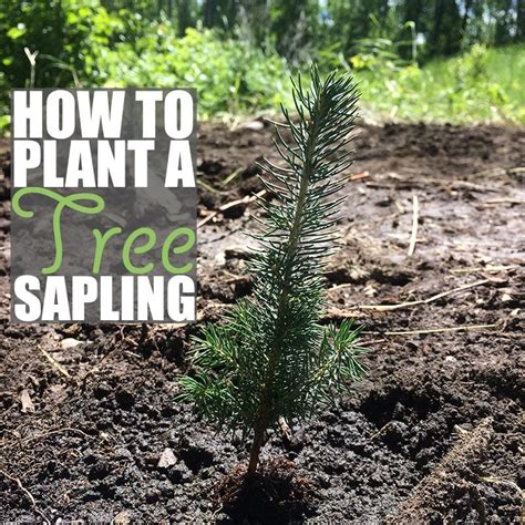 Image result for Planting Saplings Tutorial