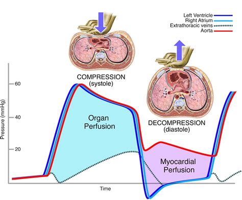 Cardiopulmonary resuscitation: the science behind the hands | Heart