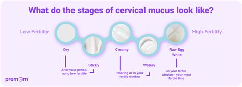 Cervical Mucus Before, During, And After Ovulation – RKIF