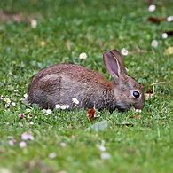 Image result for Cute Brown Real Bunnies