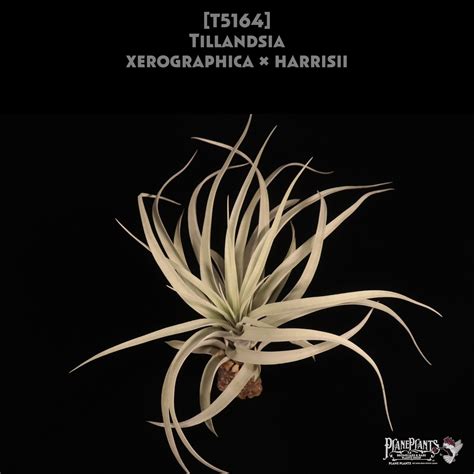 【reserved】xerographica × harrisii 〔エアプランツ〕現品発送T5164 | plane plants