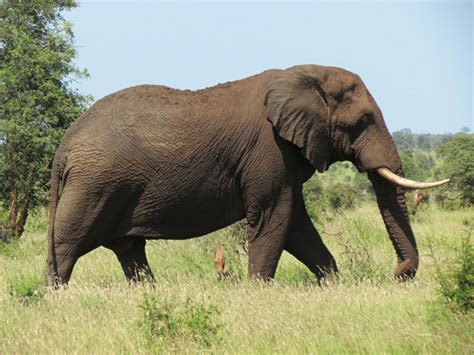 Image result for Elephant Toothpasste Exploding