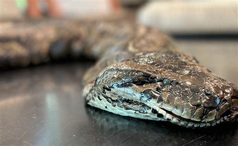 Image result for Largest Python Found in Florida