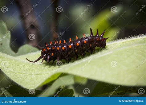 Pipevine Swallowtail Caterpillar Stock Photo - Image of metamorphasis ...